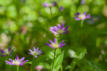 花の寺子安地蔵寺（和歌山県橋本市）の花々