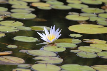 white water lily