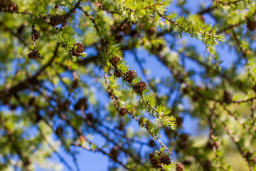 Young spruce branches. Close-up on blurred greenery with copying of space, using as a background the natural landscape, ecology, fresh wallpaper concepts. Selective focus.