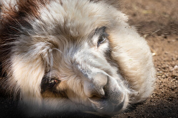 closeup portrait of an alpacas head laying on the ground