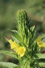 common Evening primrose