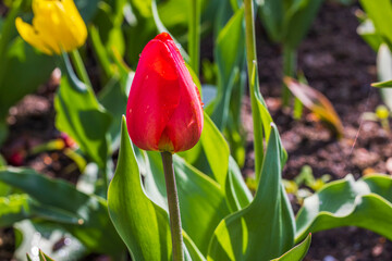 Close up view of red tulip with raindrops on spring day. Sweden.