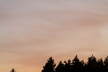 Orange sunset sky with trees.