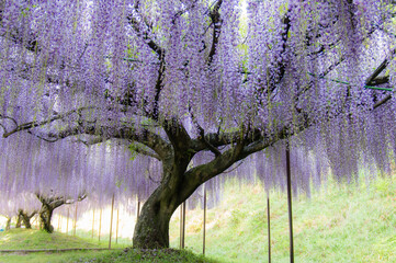 白毫寺（兵庫県丹波市）の九尺藤
