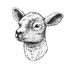 Vector hand drawn illustration of lamb. Sketch of cute animal - 511707849