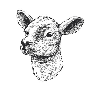 lamb profile drawing