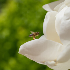 Detail of a bee flying towards a white magnolia flower