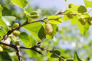 Morus tree branch with white mulberries fruit.