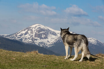 Grey siberian husky dog looking to the snowy mountains, the Chornohora, Carpathians mountains