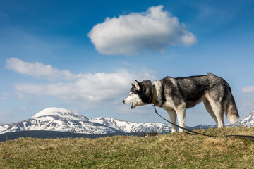 Grey siberian husky dog eating her food on the nature in front of the snowy mountains