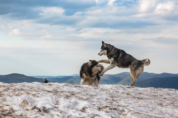 Two dogs running and playing in the spring snow in the mountains