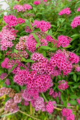 隅田公園　ピンクの花　ミヤマナズナ属　アリッサム