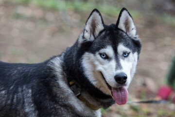 Close up photo of the head of grey siberian husky dog enjoying the nature