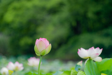 蓮の花（大阪市長居植物園）