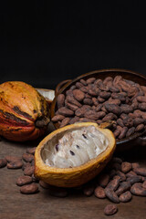 Cocoa pods. Dry and fresh seeds. Musilage seeds

