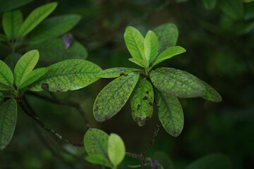 Fototapeta na wymiar Blätter eines Rhododendron Strauchs im Sommer mit fleckiger Erscheinung aufgrund eines Schädlings