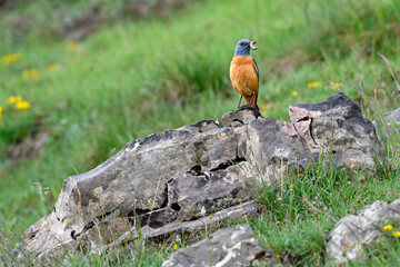Rufous-tailed Rock-Thrush // Steinrötel (Monticola saxatilis)