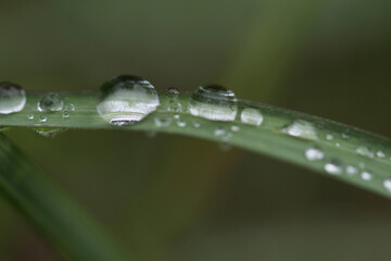 ヒメシバの葉に乗ったたくさんの雨粒のマクロ。葉が画像を横に渡っている
