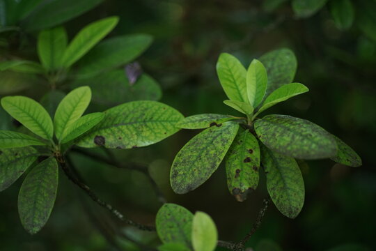 Bl&auml;tter eines Rhododendron Strauchs im Sommer mit fleckiger Erscheinung aufgrund eines Sch&auml;dlings