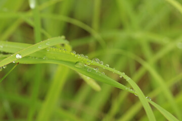 茂るヒメシバの葉の上のたくさんの雨粒のアップ