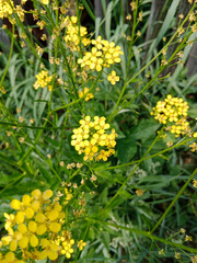 yellow flowers in the garden