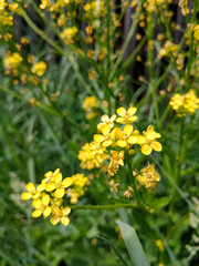 yellow flowers in the garden