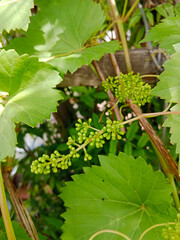 green grape leaves