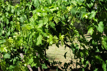 Fototapeta premium grape vine in the Lazio countryside near Rome in June. green leaves in the sun