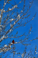 Awaiting Spring
