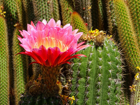 Barrel Cactus Flower Images – Browse 11,153 Stock Photos, Vectors, and  Video