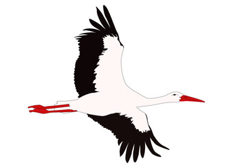 A stately stork flies horizontally to the right