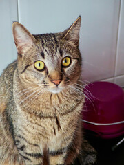 Mi gato sentado con mirada amarilla espectante.