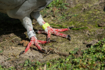 Sport dove with ringed feet, resting on the ground. 