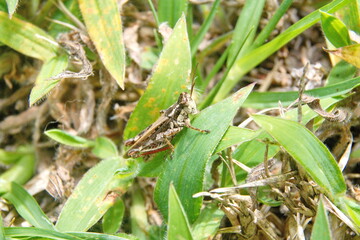 Grasshopper in the grass in a field in Cotacachi, Ecuador