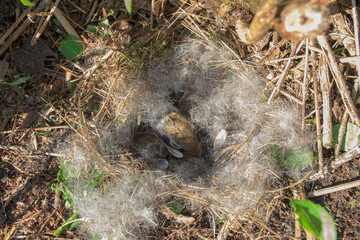 3 baby bunnies are asleep in their ground nest, surrounded by fur from the female rabbit.  