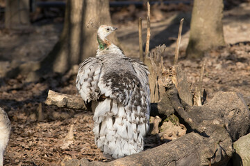 White Turkey out in the woods