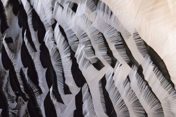 Close up abstract of white turkey feathers