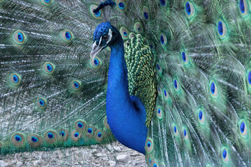 Beautiful Peacock showing off his colors