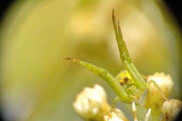 Naklejka premium Green crab spider on a cluster of wildflowers in a field in Cotacachi, Ecuador