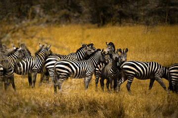 zebras in serengeti national park serengeti country