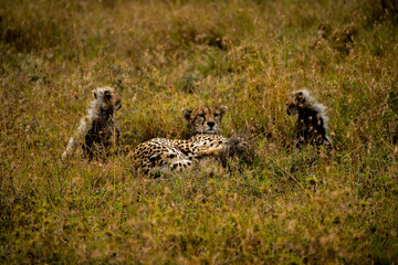 cheetah in serengeti national park