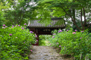 アジサイと山門