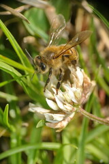 Honey bee on a clover flower in a field in Cotacachi, Ecuador