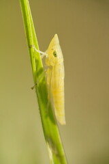 Yellow leafhopper on a blade of grass in a field in Cotacachi, Ecuador