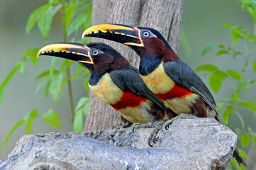 Chestnut-eared Aracari