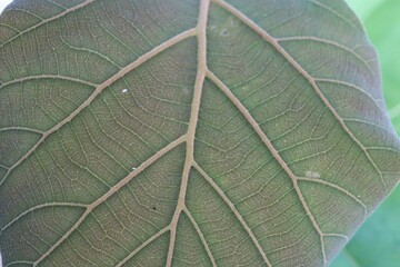 close up of a leaf