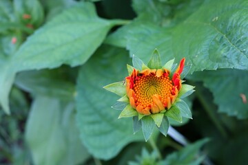 butterfly on a flower