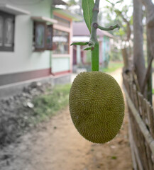 A small jack-fruit hanging from the plant