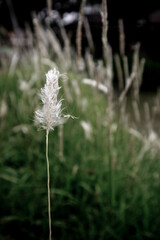 A tip of a white meadow-grasses in roadside - obrazy, fototapety, plakaty