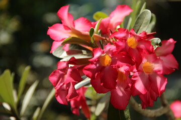 Pink Adenium obesum flower in nature garden